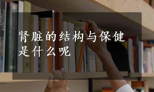 肾脏的结构与保健是什么呢