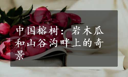 中国榕树：岩木瓜和山谷沟畔上的奇景