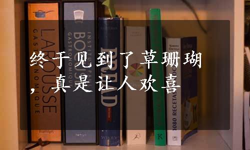 终于见到了草珊瑚，真是让人欢喜