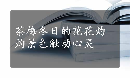 茶梅冬日的花花灼灼景色触动心灵