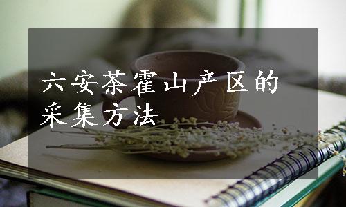 六安茶霍山产区的采集方法